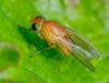 Sapromyzosoma sp.